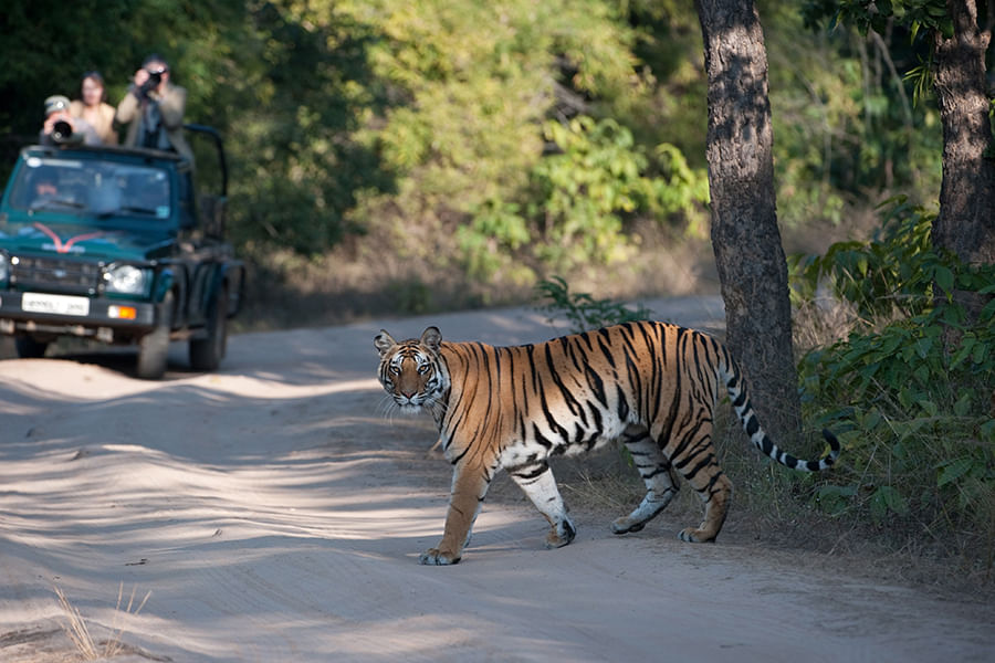 Jim Corbett Jungle Safari (Approx 245 km from Delhi)