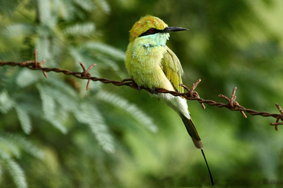 Sultanpur Bird Sanctuary (Approx 41.5 km from Delhi)