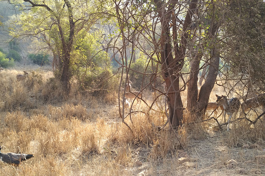 Sariska National Park (Approx 203 km from Delhi)
