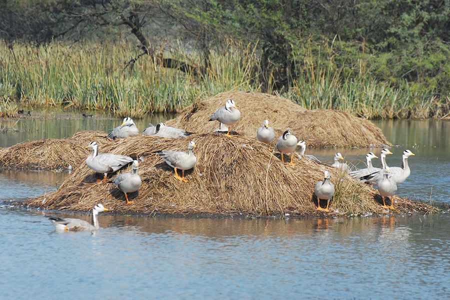 Sultanpur Bird Sanctuary (Approx 41.5 km from Delhi)