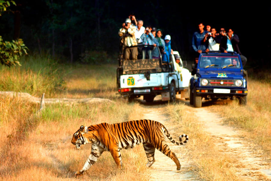 Jim Corbett Jungle Safari(Approx 245km from Delhi)