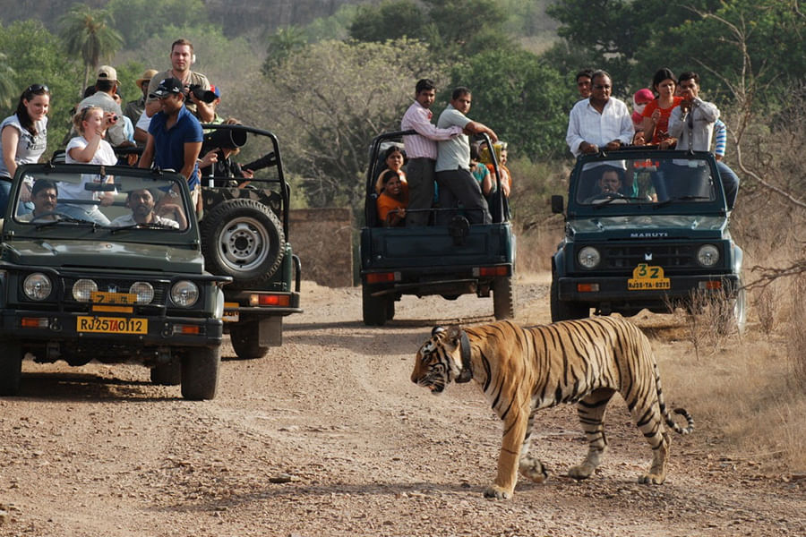 Ranthambore(Approx 396 km from Delhi)