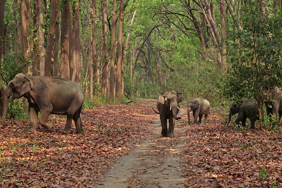 JIM CORBETT, UTTARAKHAND (approx. 226 km from Delhi)