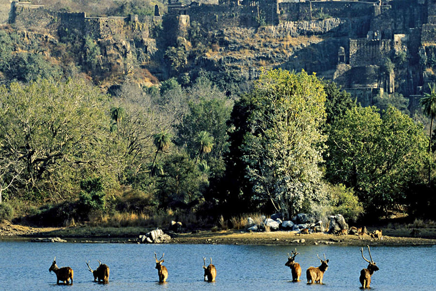 RANTAMBORE, RAJASTHAN ( approx, 397 km from Delhi)