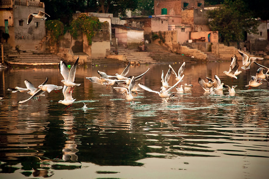 SUTANPUR BIRD SANCTUARY, HARYANA ( approx. 41 km from Delhi)